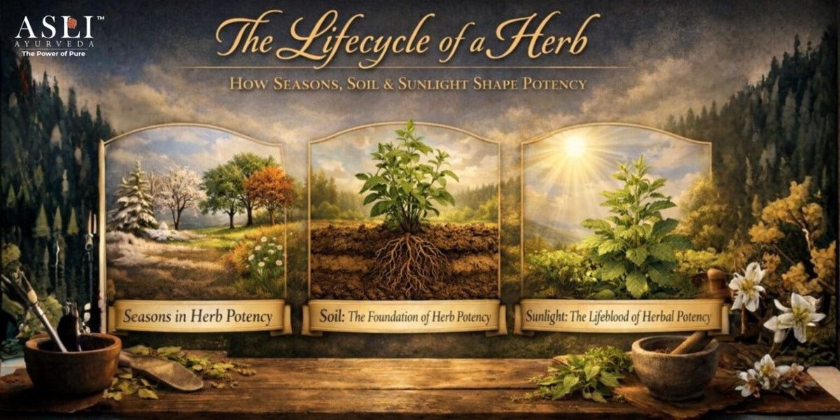 The Lifecycle of a Herb: How Seasons, Soil & Sunlight Shape Potency | Asli Ayurveda