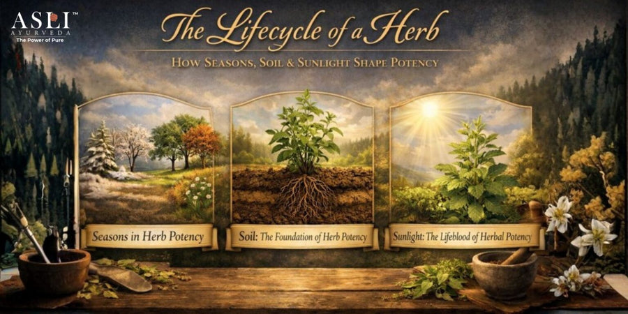 The Lifecycle of a Herb: How Seasons, Soil & Sunlight Shape Potency | Asli Ayurveda