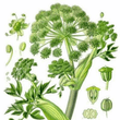 Canda