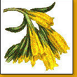 Gojivha