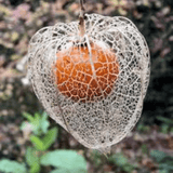 Kakanaja
