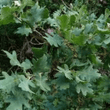 Mayaphal