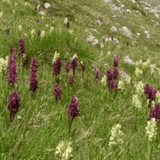 Munjantak