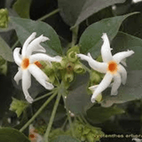 Paarijaat