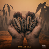 BRIHAT ELA(Badi Elaichi)