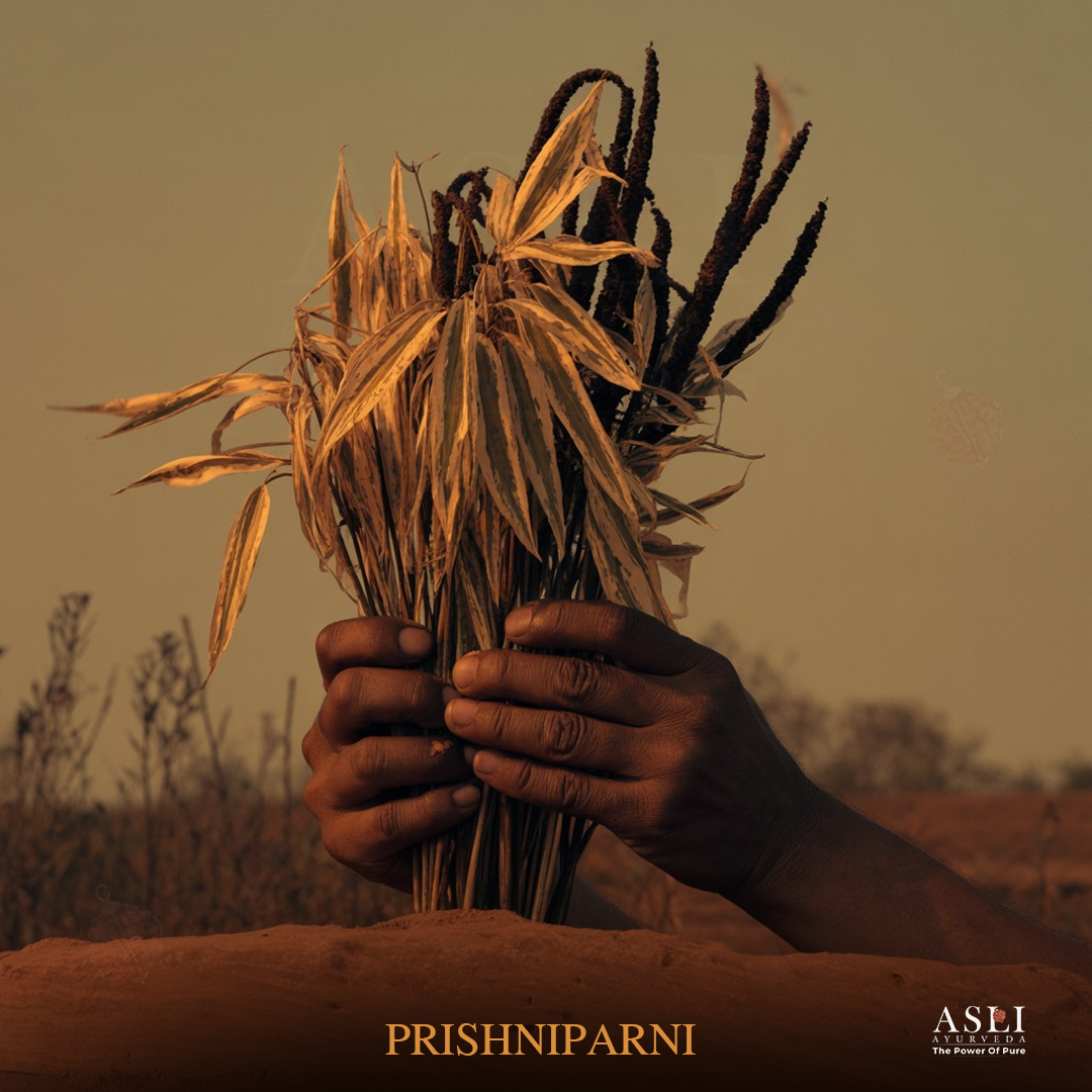 PRISHNIPARNI
