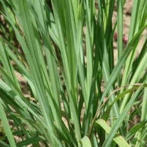 Bhutika's Raw Herb