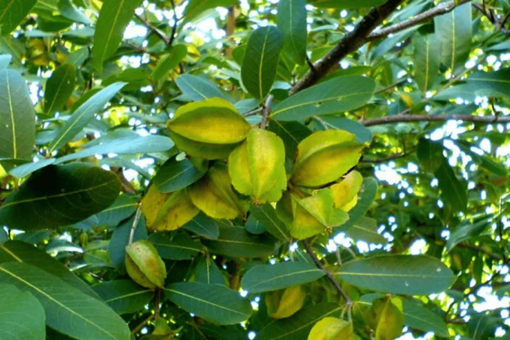 Arjuna Bark- Asli Ayurveda